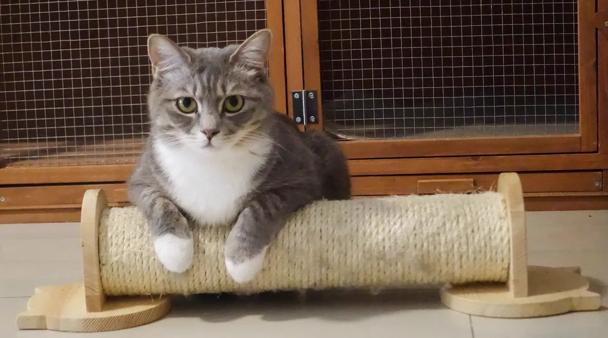 A gray tabby lounging on a horizontal sisal-wrapped scratching roller, front paws draped over the sisal
