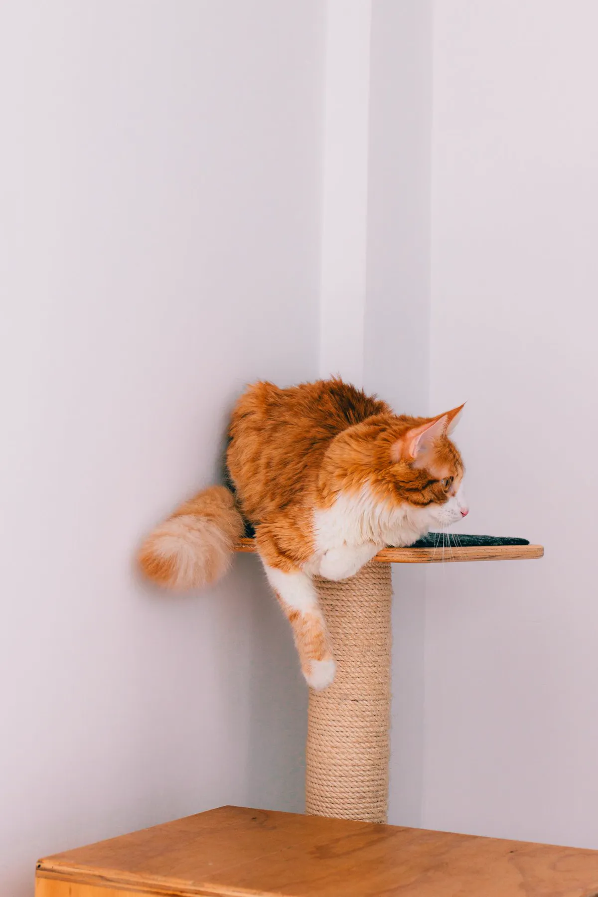 A long-haired ginger-and-white cat lounging on top of a tall sisal-wrapped scratching post with a wide wooden base