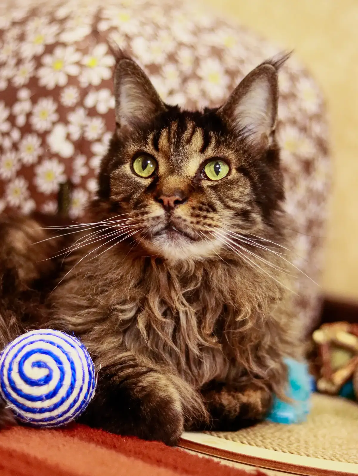 Fluffy Maine Coon cat resting indoors next to a striped ball toy