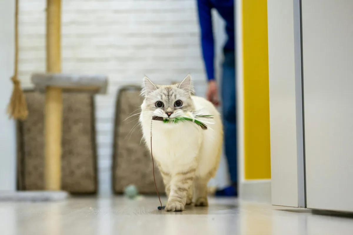 A fluffy long-haired cat carrying a feather wand toy in its mouth