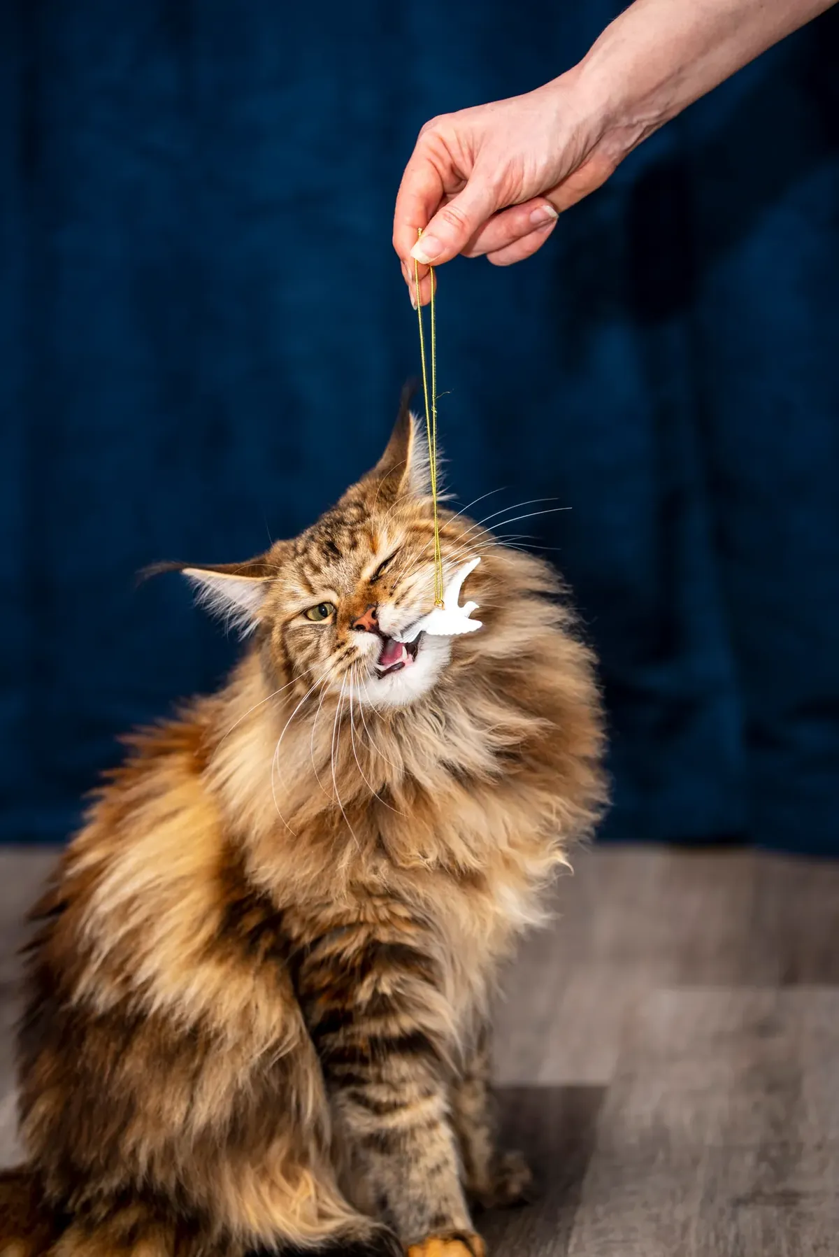 Large Maine Coon cat biting at a small toy mouse dangled by a human hand, showing the breed's impressive size