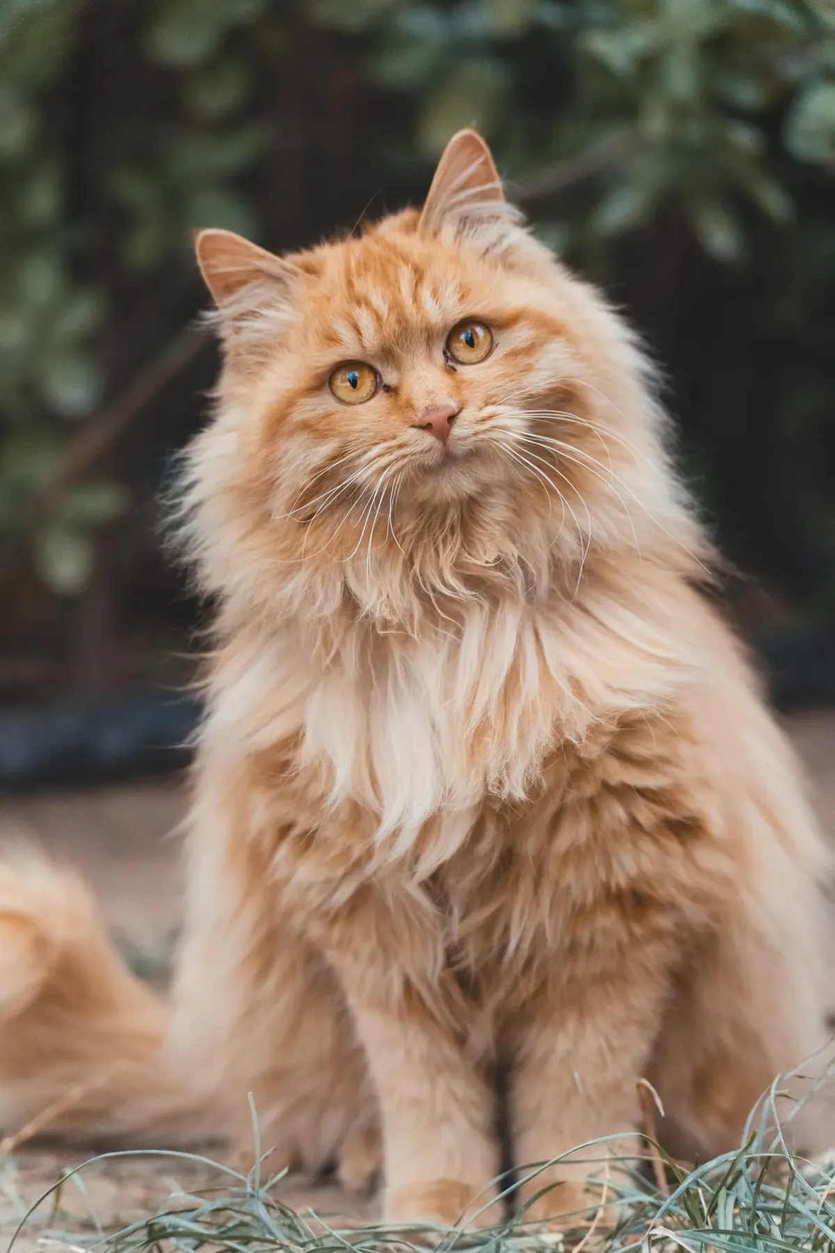 Close-up of a cream tabby long-haired cat's face, soft buff-cream fur around the muzzle, faint tabby M on the forehead and a pink nose.