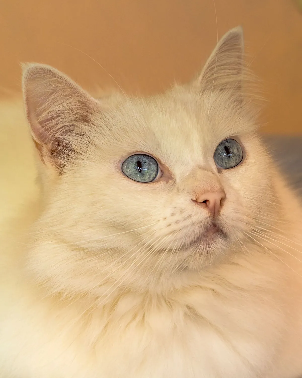 Close-up portrait of a cream-point long-haired cat with blue eyes looking up