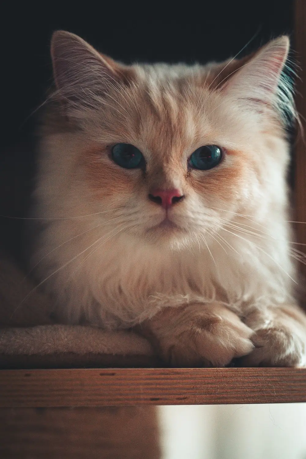 Fluffy cream long-haired cat with deep blue eyes resting calmly on a shelf