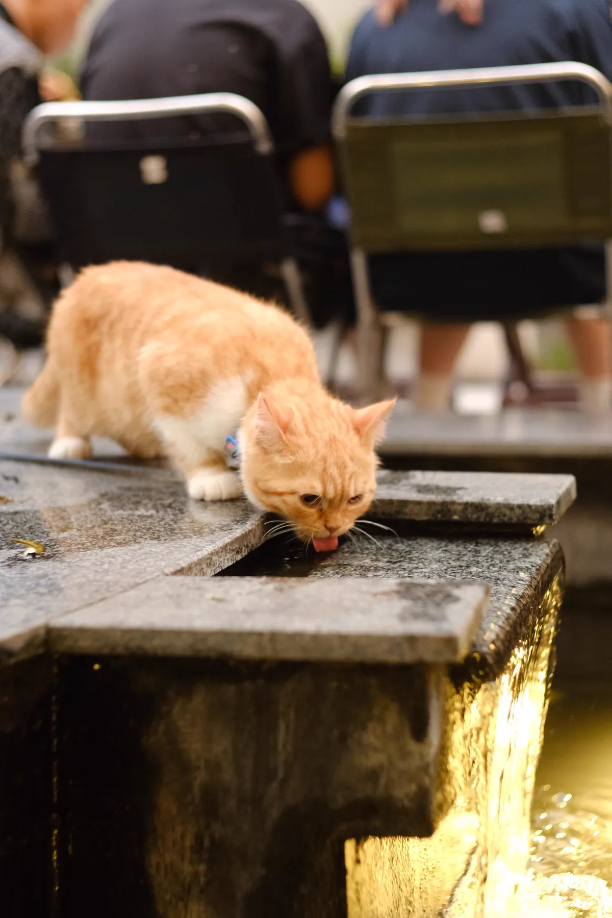 A ginger cat lapping water from a flowing stone fountain