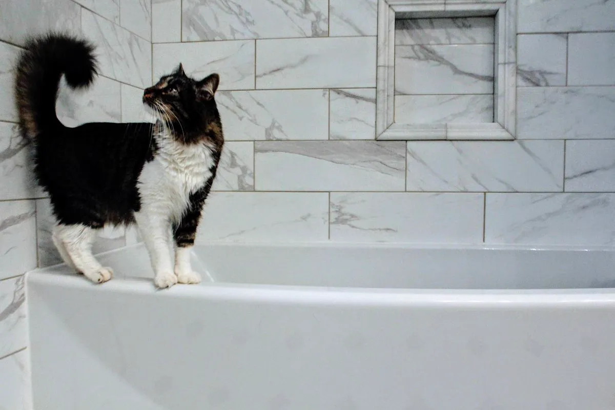 A medium-haired black-and-white cat standing inside a white bathtub with marble tile walls