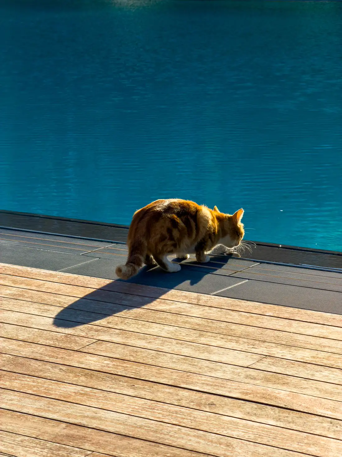 A ginger cat standing at the edge of a backyard swimming pool, leaning down toward the water