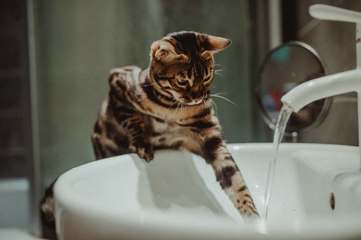 A cat dipping its paw into the stream of a running tap
