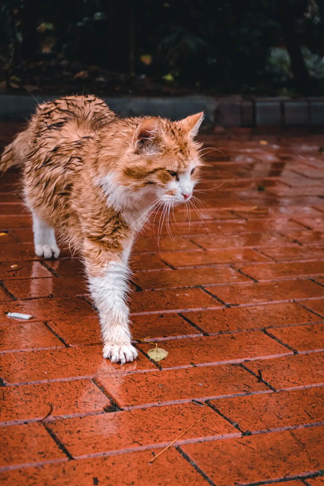 A wet long-haired ginger-and-white cat walking on rain-soaked pavement, water clinging to its coat