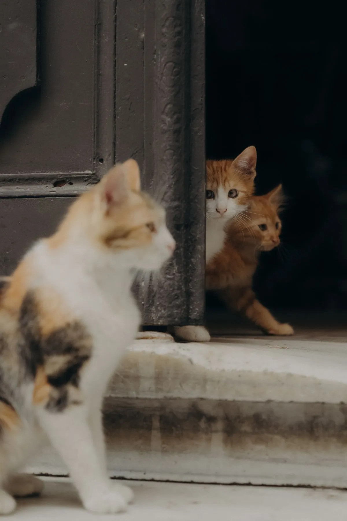 Cats meeting through a slightly open interior door, one approaching while two peek out