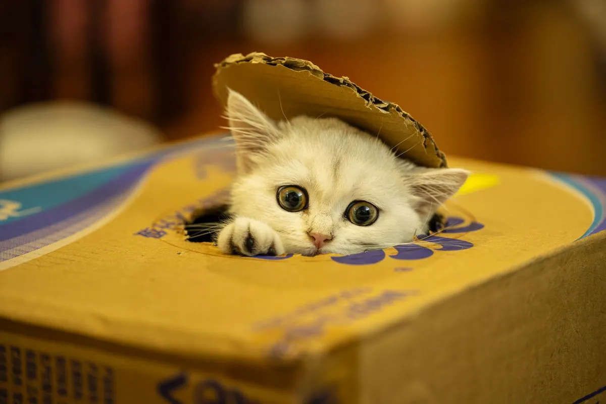 A white kitten's face peeking out of a cardboard box indoors