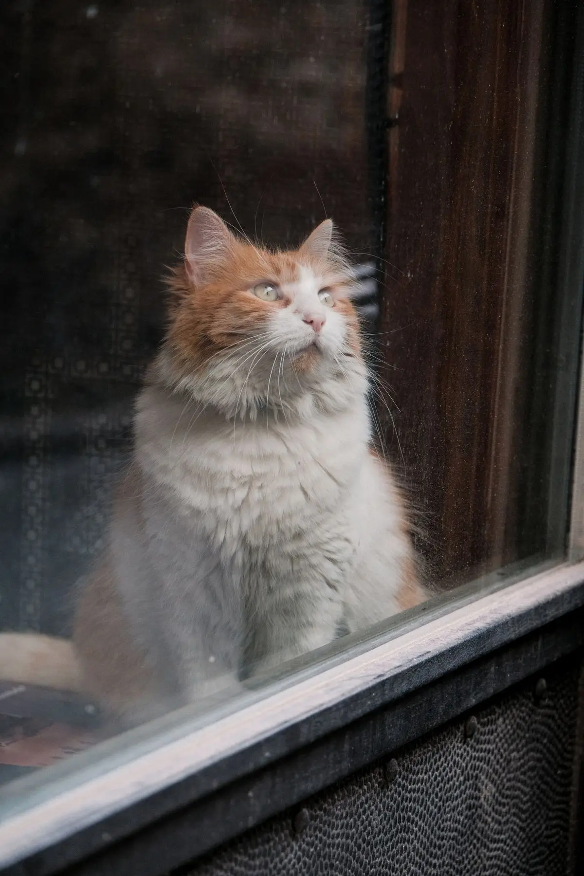 A fluffy orange-and-white long-haired cat sitting alone, gazing wistfully out of a window