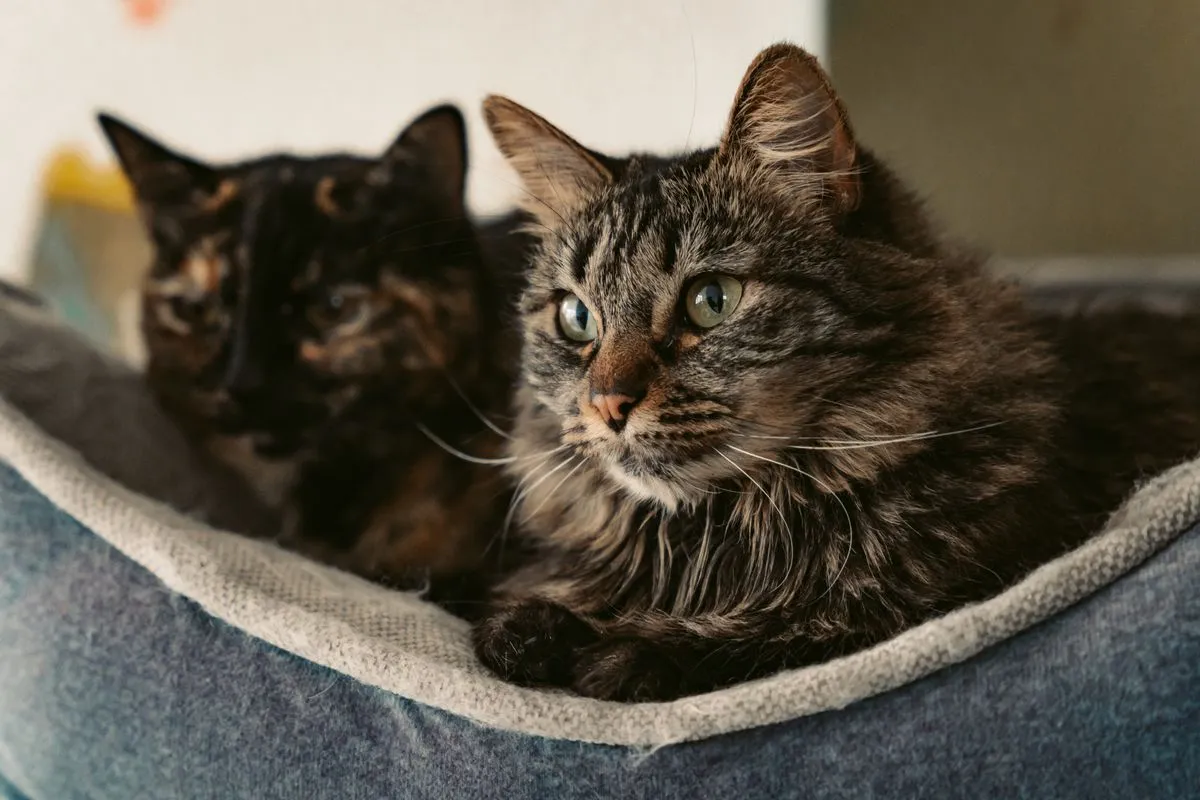 A long-haired brown tabby cat and a tortoiseshell cat resting together in a pet bed