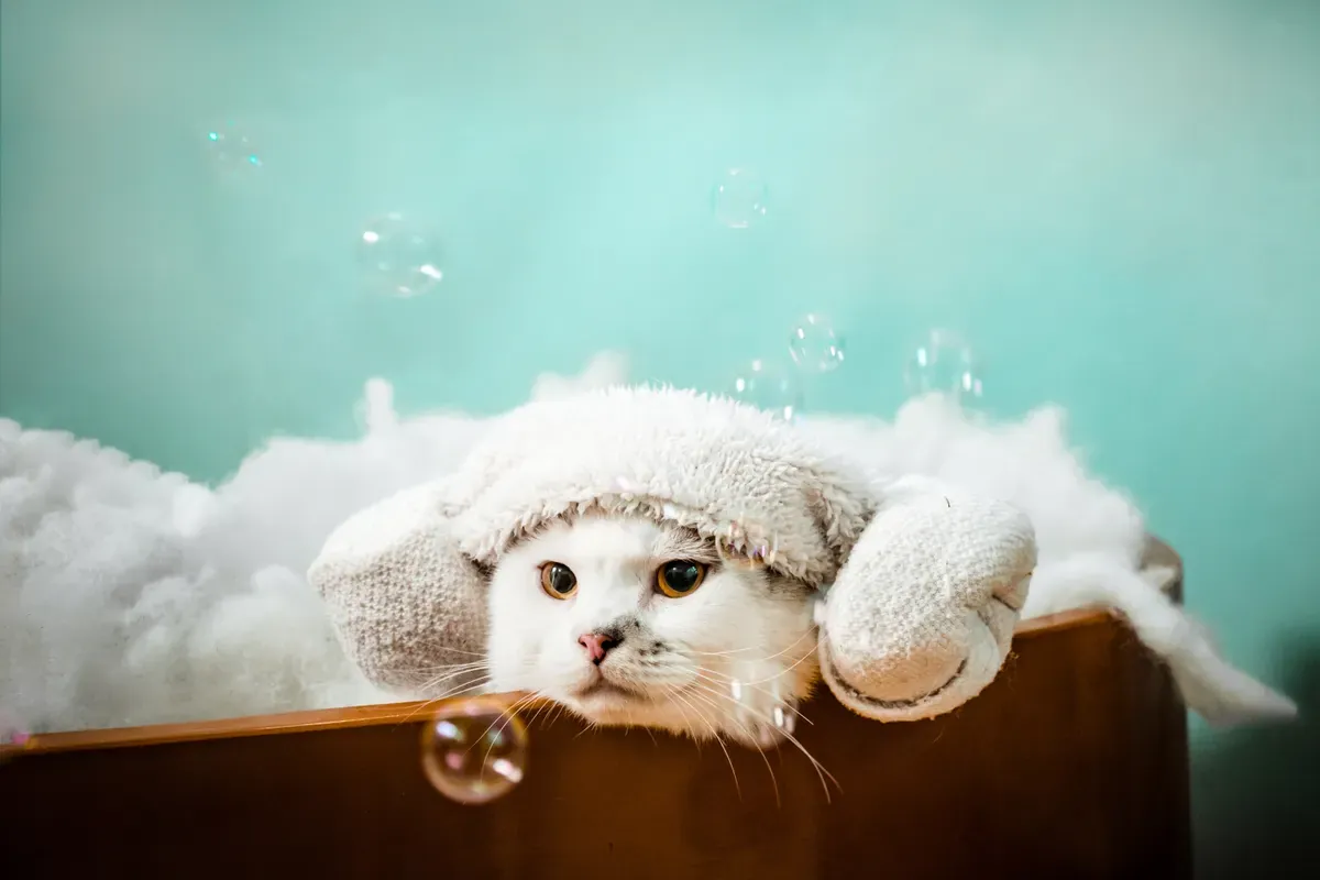 A fluffy white long-haired cat wrapped in a towel in a bubble bath after being bathed