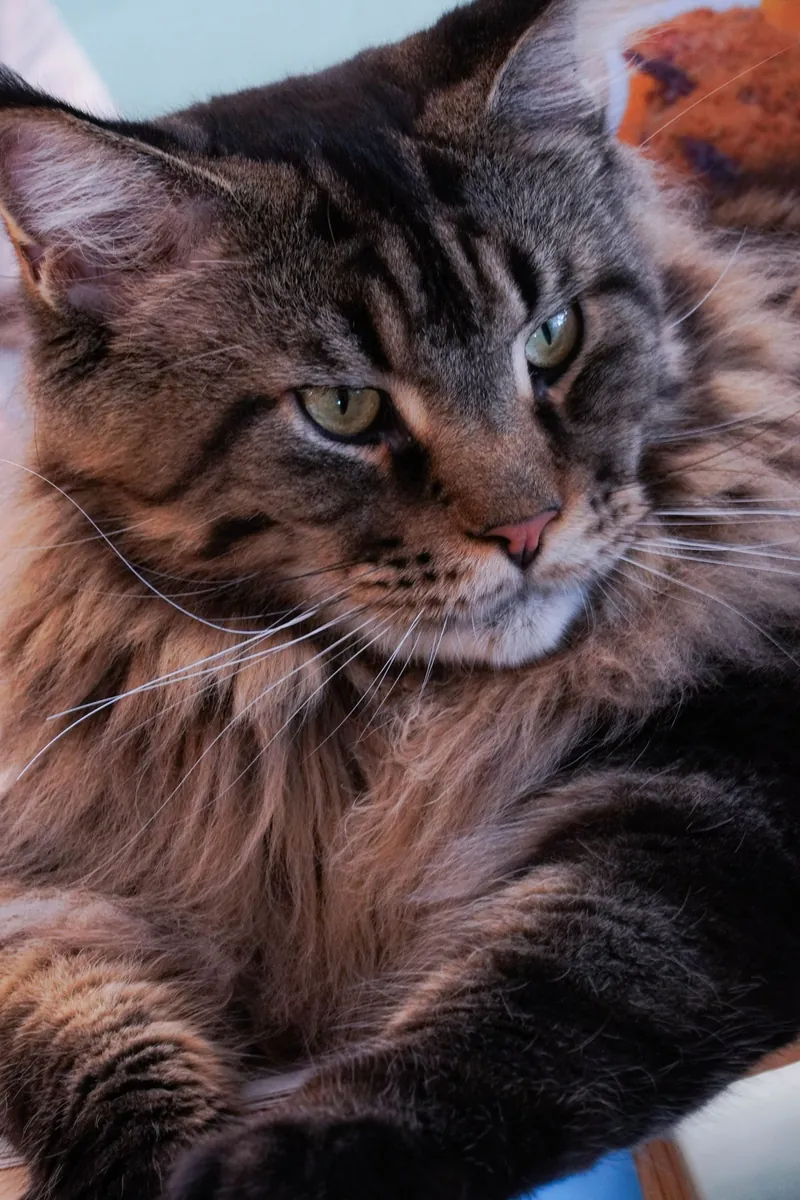 Close-up of a Maine Coon cat's dense tabby fur showing the thick double-coat texture in natural light
