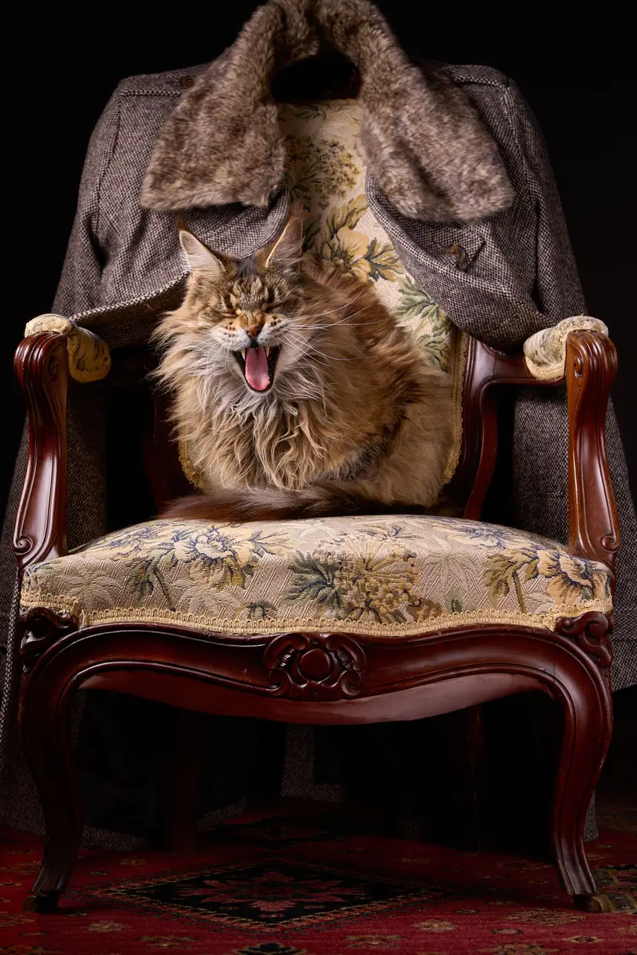 Large brown tabby Maine Coon sitting on a vintage armchair, showing its size against the chair