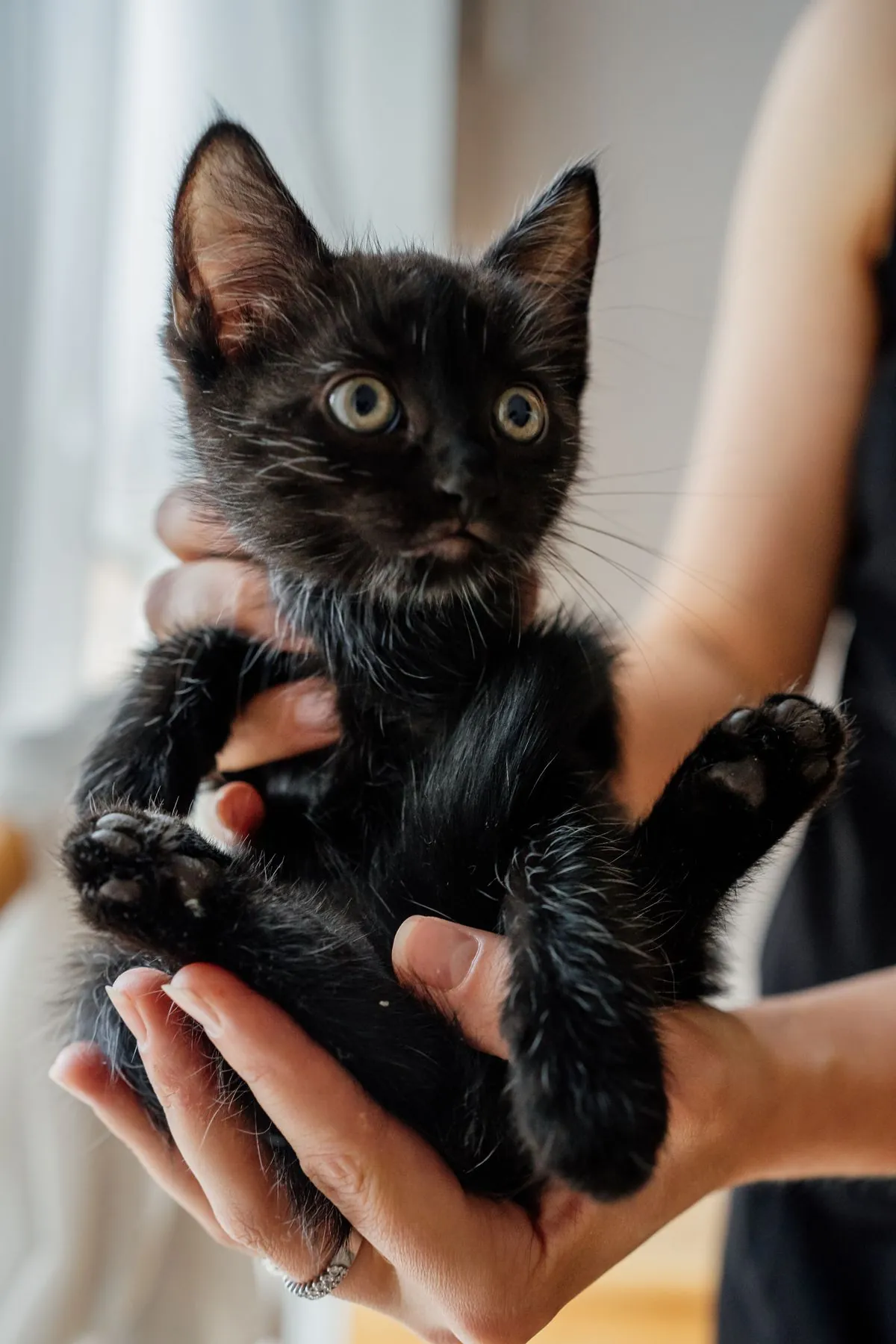 Woman gently holding a small black kitten in her hands indoors