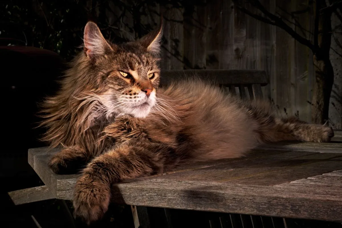 Close-up of a brown tabby Maine Coon with a full ruff lounging in natural light
