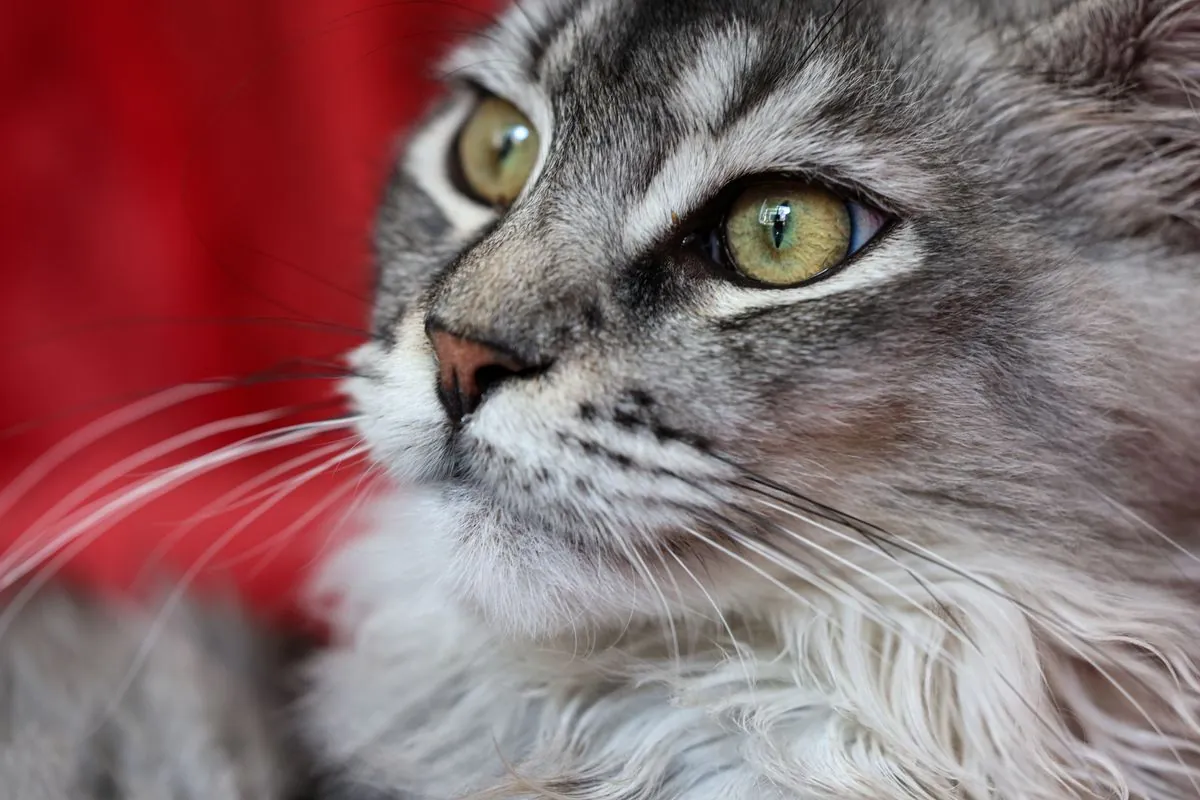 Close-up portrait of a grey and white Maine Coon with expressive green eyes and soft facial features