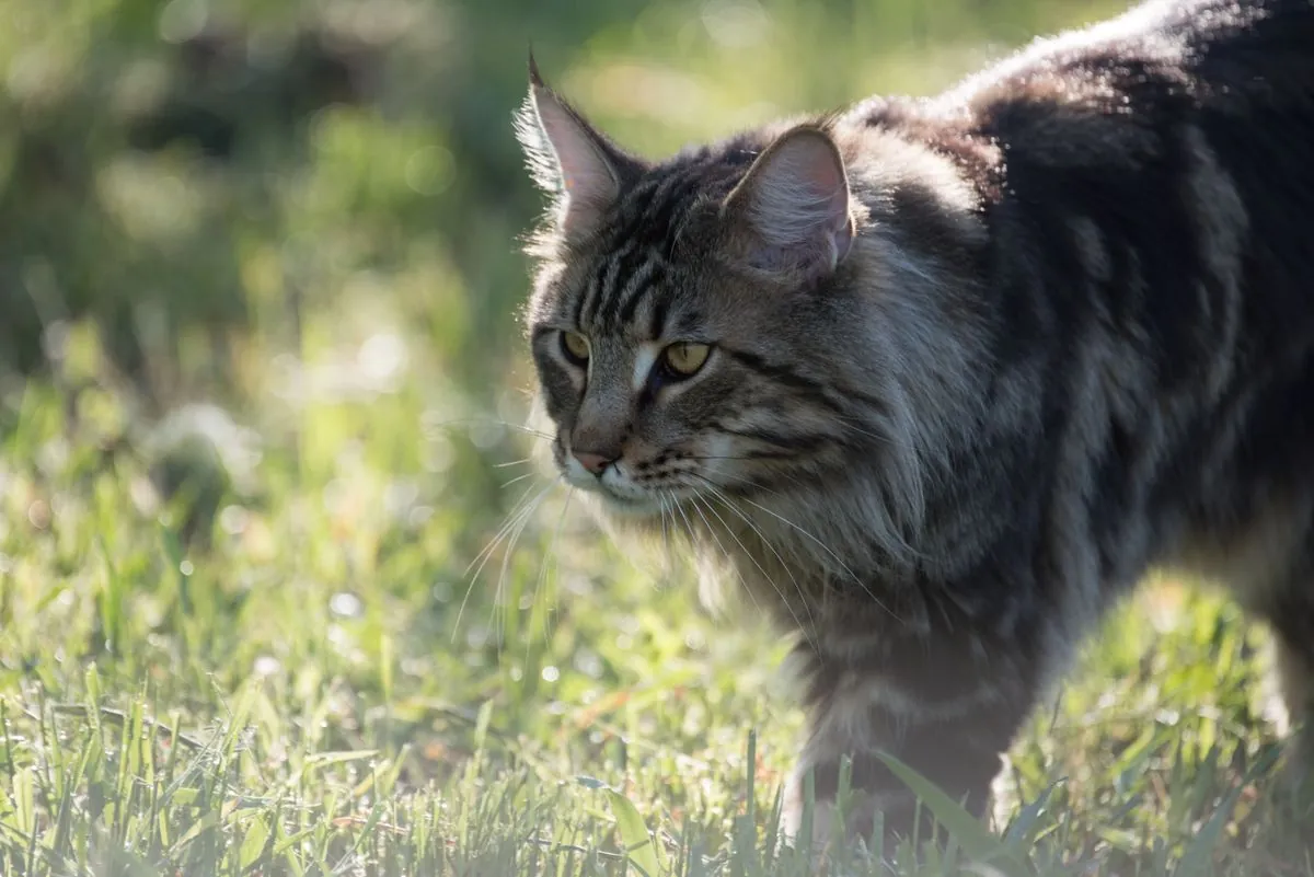 Maine Coon walking through a sunny garden, showing its long shaggy coat