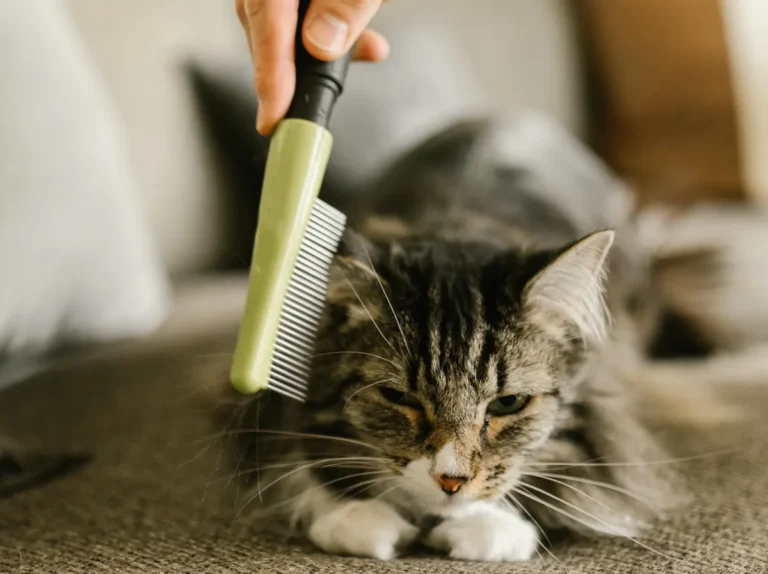 Owner grooming a Maine Coon with a steel comb during a daily brushing session