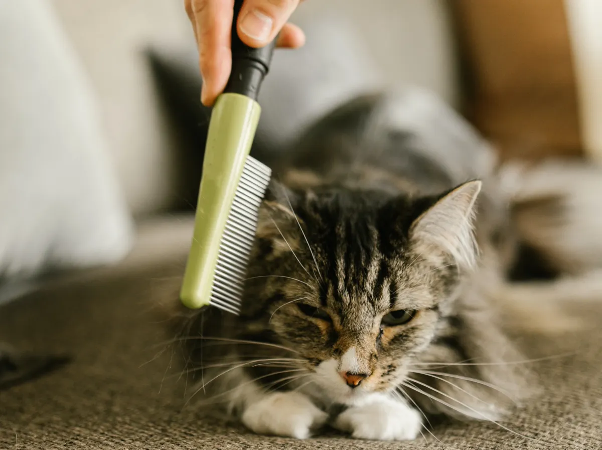 Owner grooming a Maine Coon with a steel comb during a daily brushing session