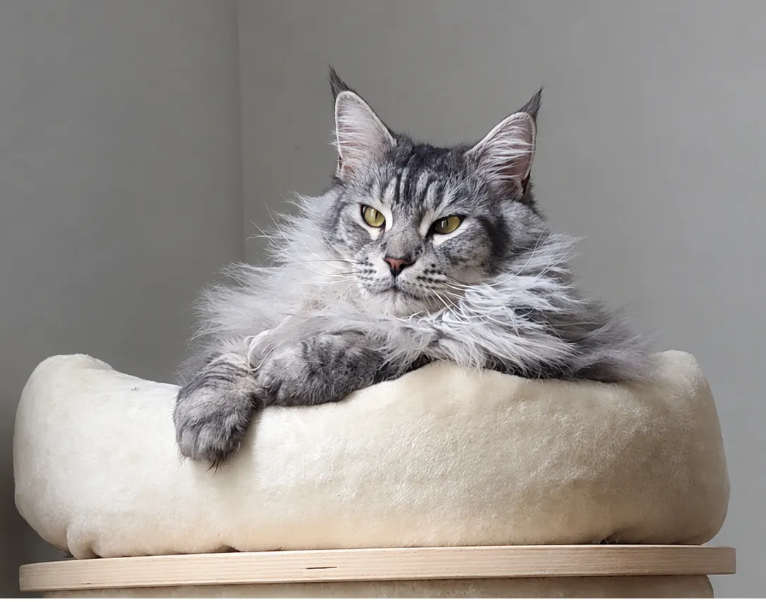 A silver tabby Maine Coon lounging on the roomy wooden platform of a solid-wood cat tree