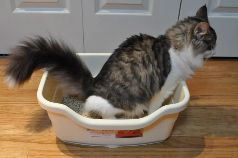 A large fluffy Maine Coon sitting in an open litter box, its body filling the box with its long plume tail draped over the edge.