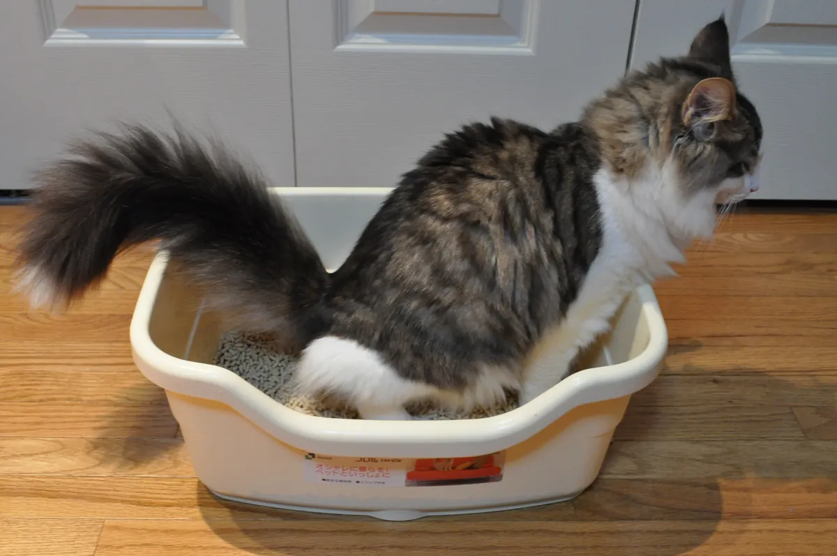 Extra large litter box for Maine Coon cats