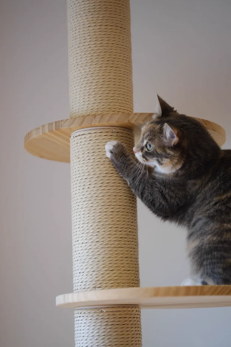 A tabby cat reaching up with a paw on a tall sisal-rope scratching post