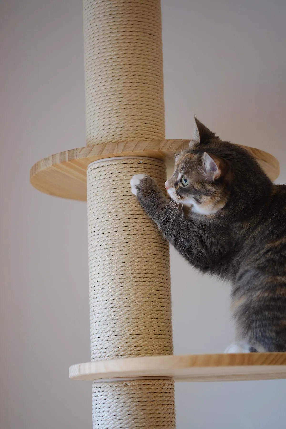 A tabby cat reaching up with a paw on a tall sisal-rope scratching post
