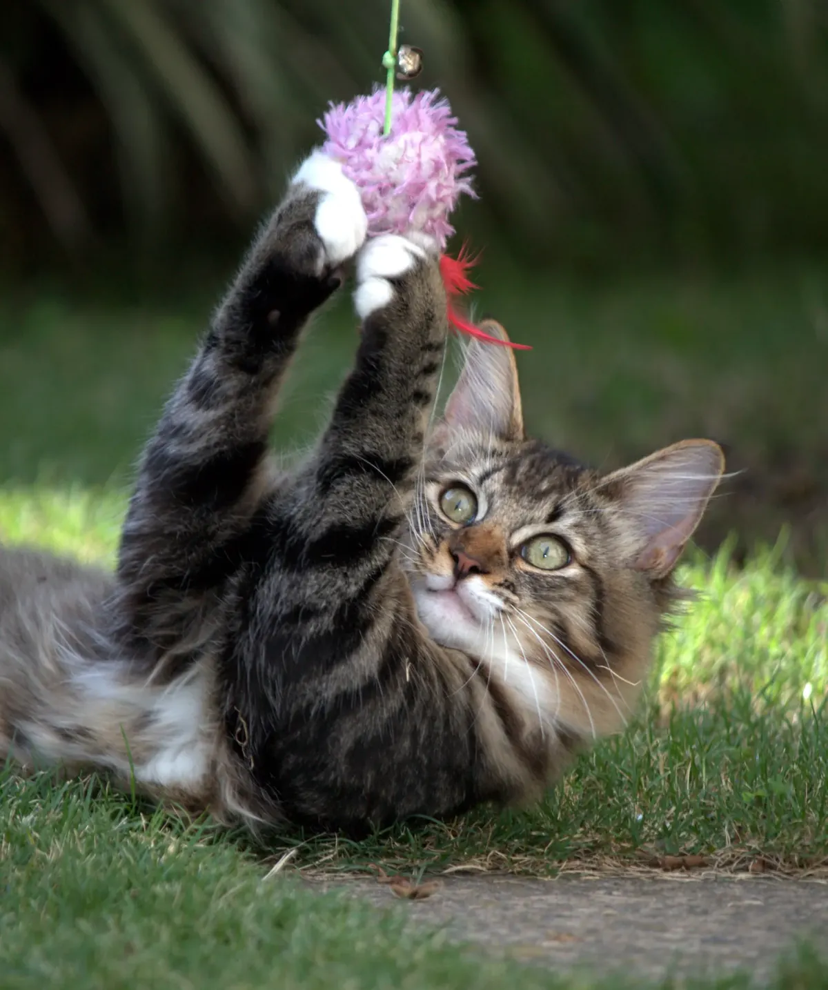 Young Maine Coon cat batting at a feather wand toy outdoors in a garden
