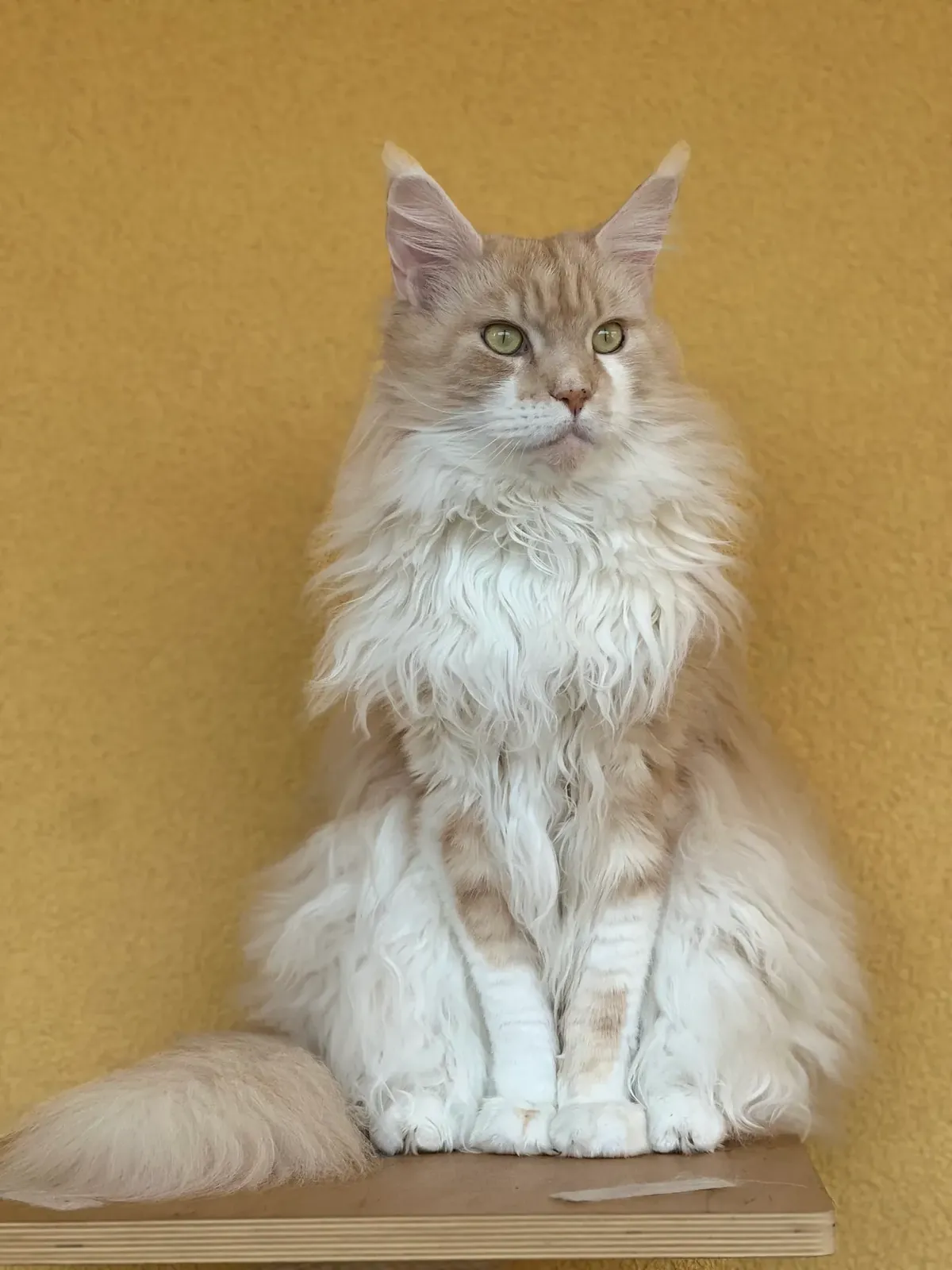 Cream-and-white long-haired cat sitting upright with a bushy tail, green eyes and pink nose.