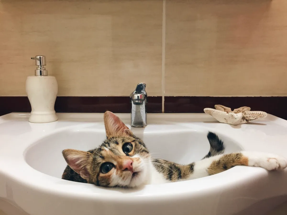 A tabby kitten lounging in a white bathroom sink beneath the faucet