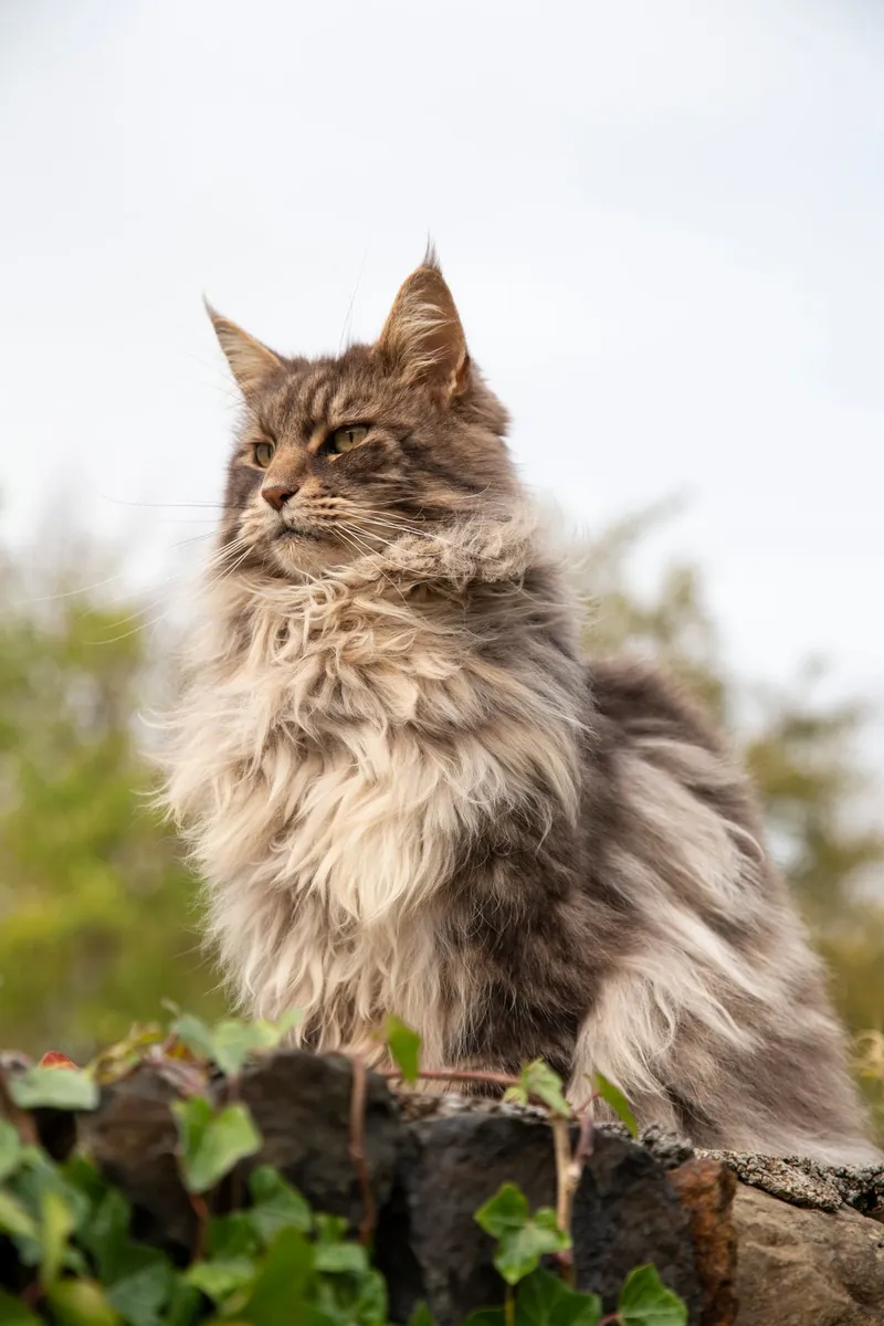 Large fluffy Maine Coon cat in side profile showing full shaggy coat, ruff and plumed tail