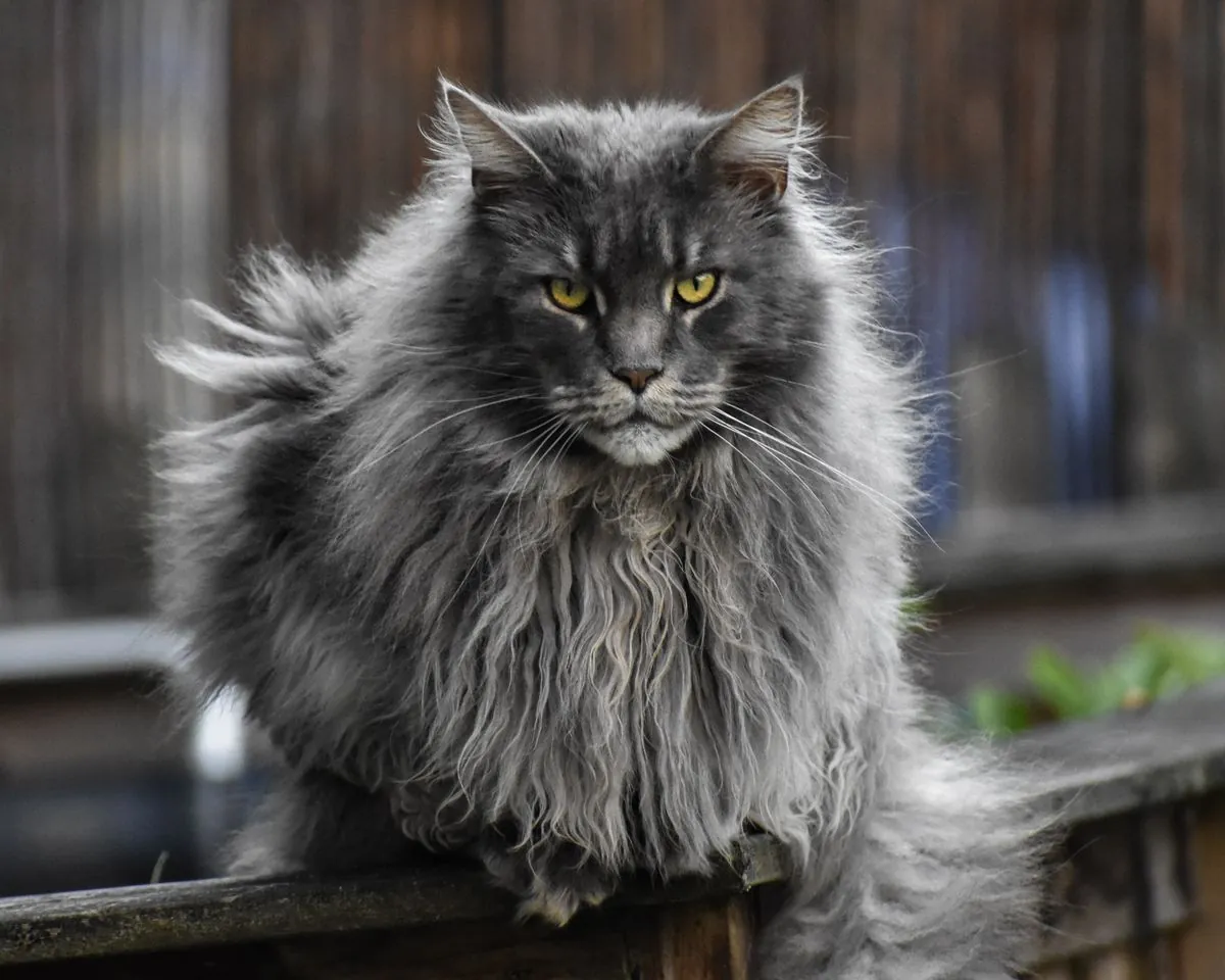 Mature grey Maine Coon with a full ruff and tall tufted ears sitting outdoors