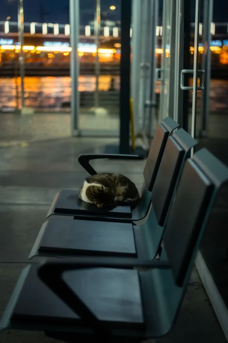 A cat resting on seats at an airport terminal at night