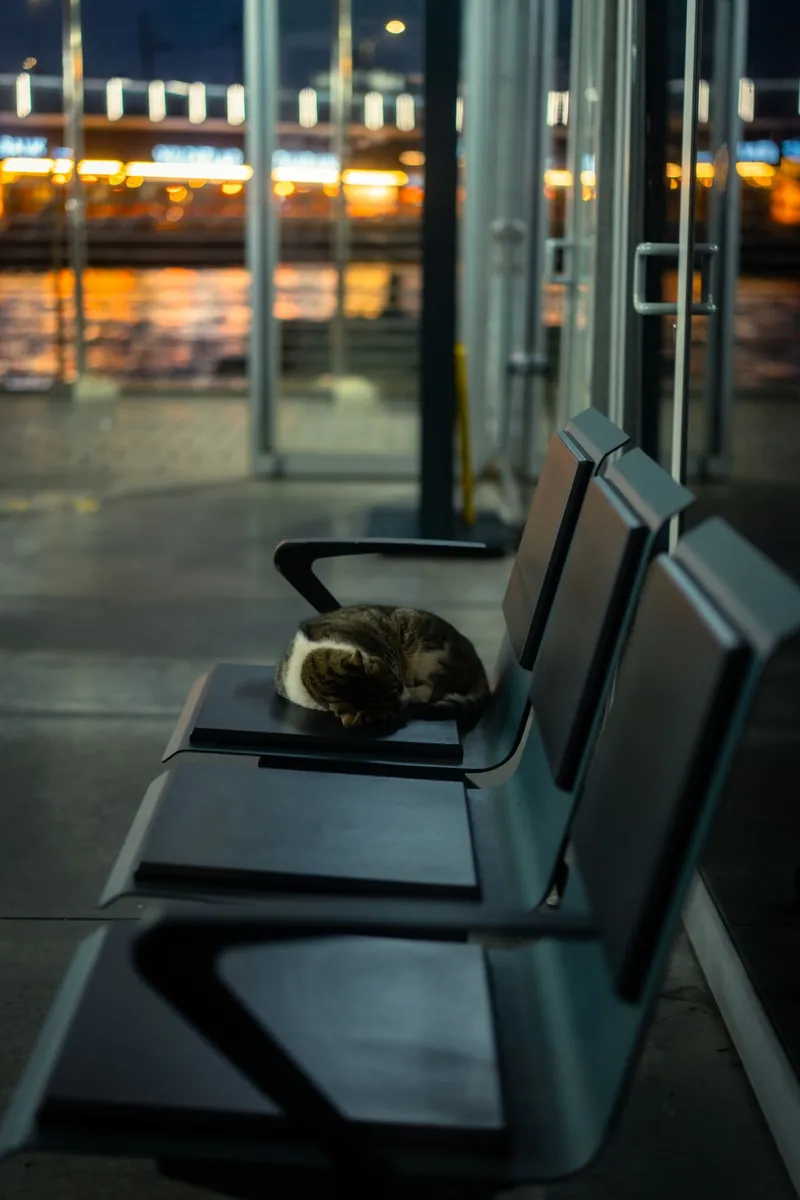 A cat resting on seats at an airport terminal at night