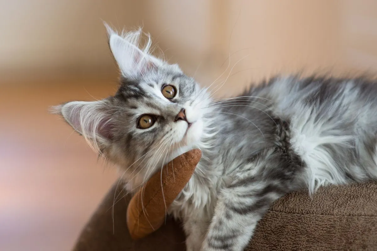 Fluffy silver tabby Maine Coon kitten playing indoors