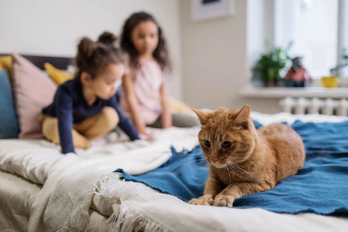 Ginger cat lounging calmly on a bed while two children play nearby