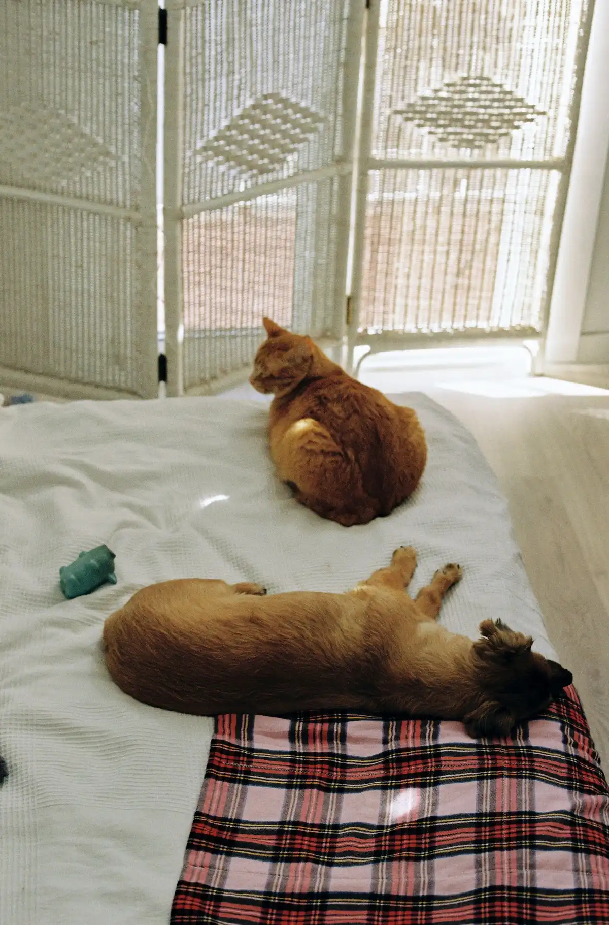 A cat and a dog resting together on a bed at home, both relaxed
