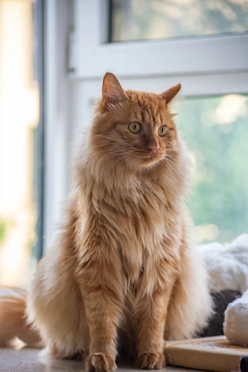A Maine Coon cat sitting by a window in soft daylight