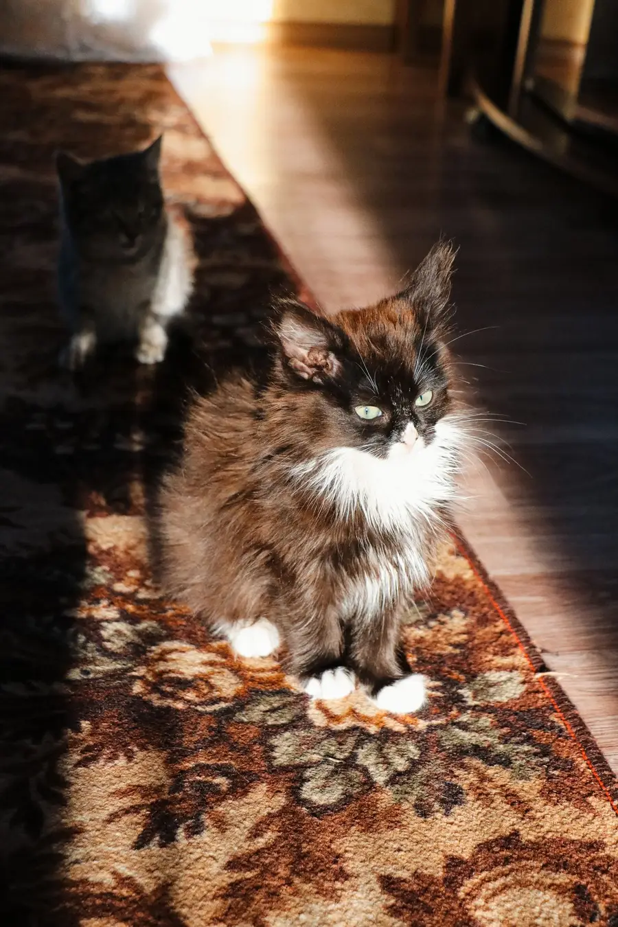 Two Maine Coon kittens on a sunlit vintage rug indoors