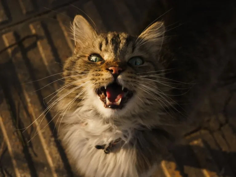 A fluffy brown tabby Maine Coon caught mid-meow with its mouth wide open, warm sunlight on its fur.