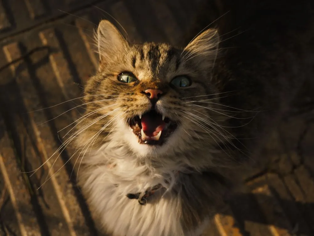 Maine Coon cat chirping and trilling