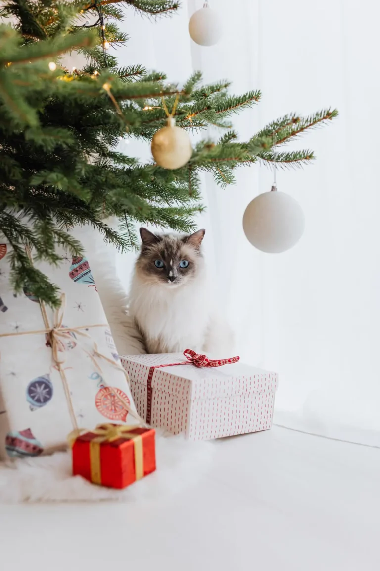 A long-haired cat sitting calmly beneath a decorated Christmas tree with warm lights and soft round ornaments