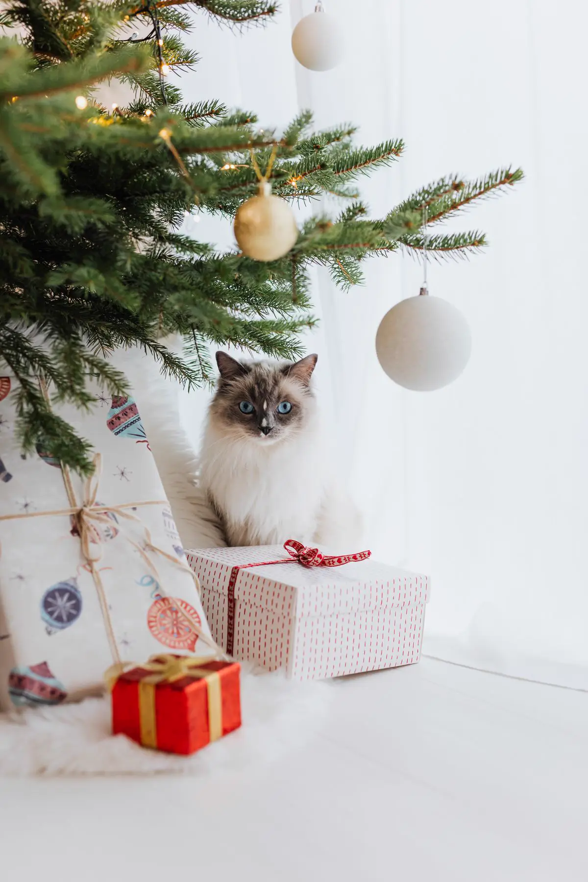 A long-haired cat sitting calmly beneath a decorated Christmas tree with warm lights and soft round ornaments