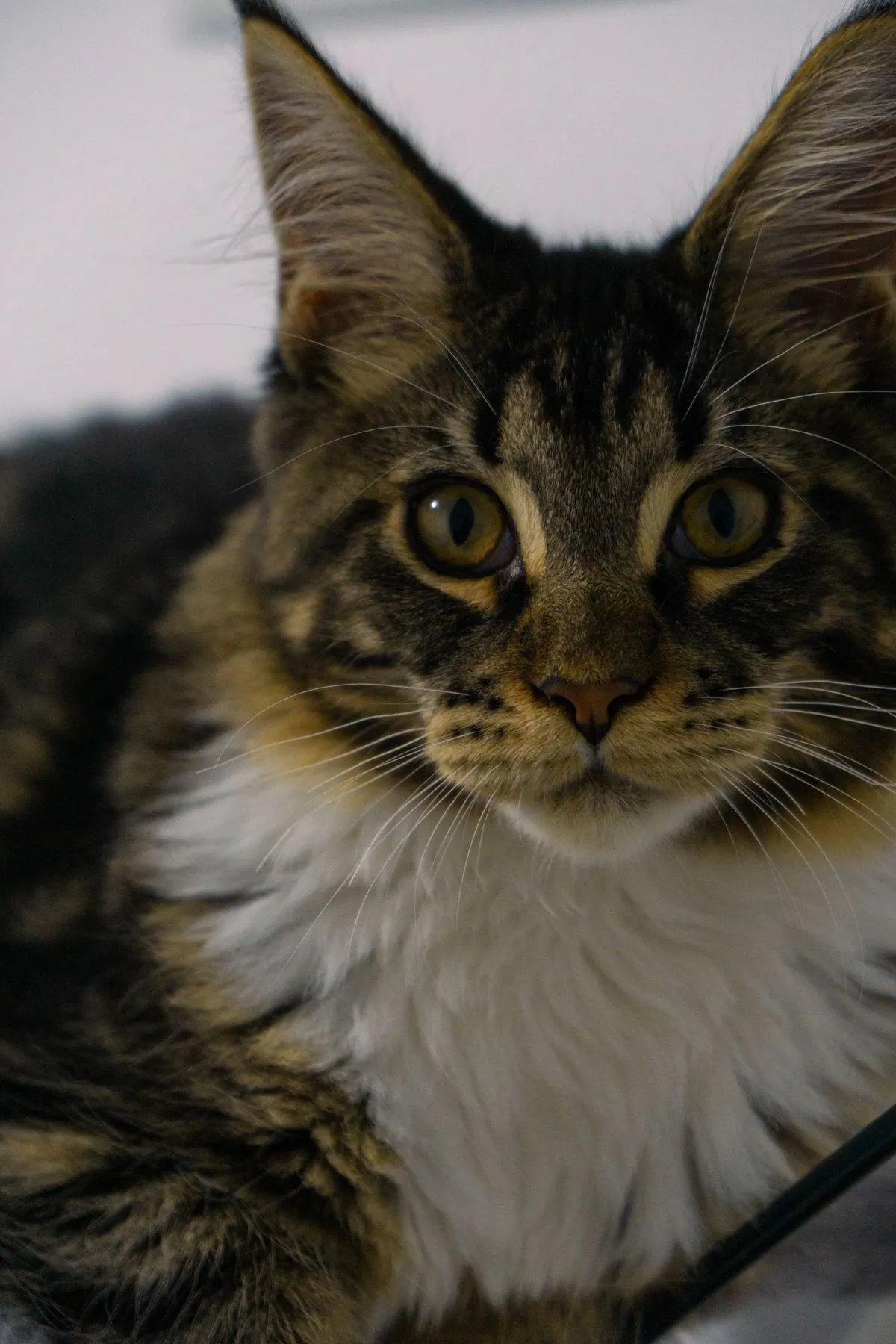 Close-up of a Maine Coon cat with large tufted ears, ear furnishings and a thick ruff