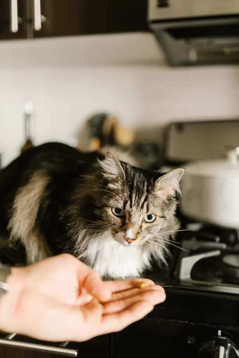A long-haired tabby Maine Coon cat being offered a treat from an owner's hand in a bright kitchen, looking up at the camera