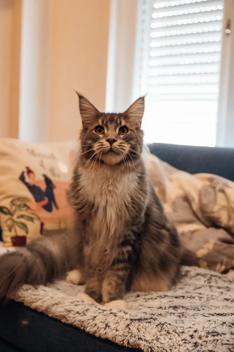 Adult brown tabby Maine Coon with ear tufts sitting on a couch in a warm living room, looking at the camera
